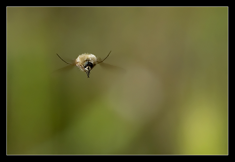 Bombylius aggressivo