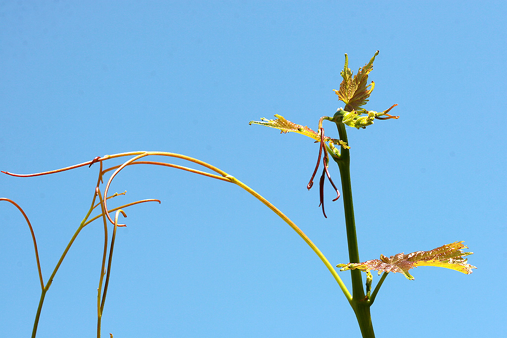 ARRAMPICATA AL CIELO