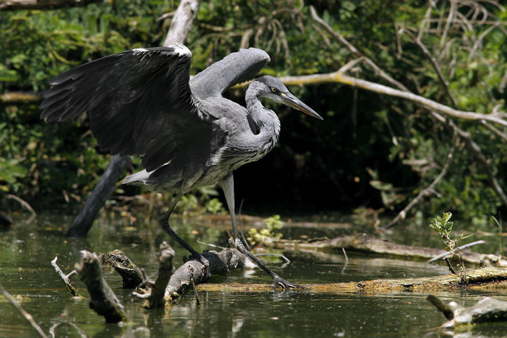 Renzo-Ancora A. Cenerino