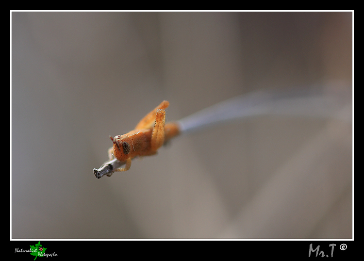 ufo rob�...ufo rob�...