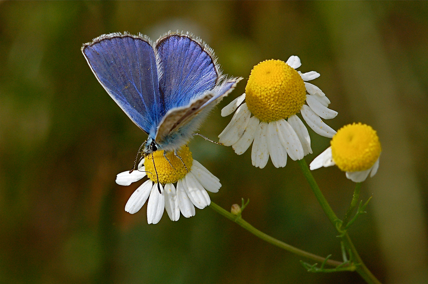 Farfalla e camomilla