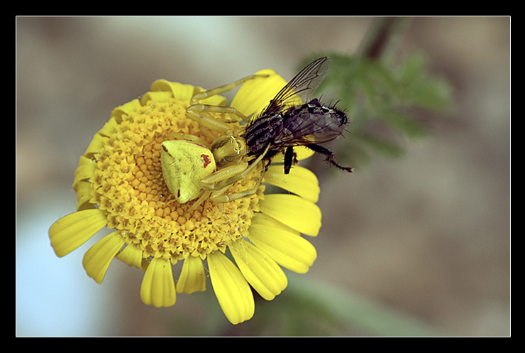 Un perfetto mimetismo