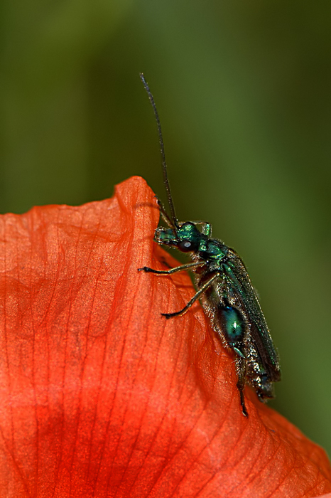 Oedemera nobilis