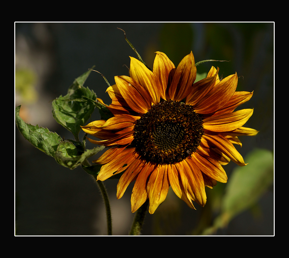 Girasole
