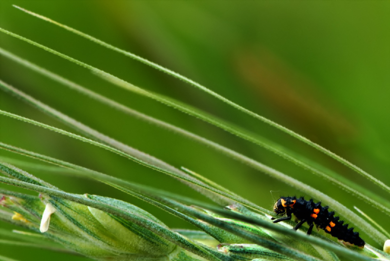 Larva di coccinella