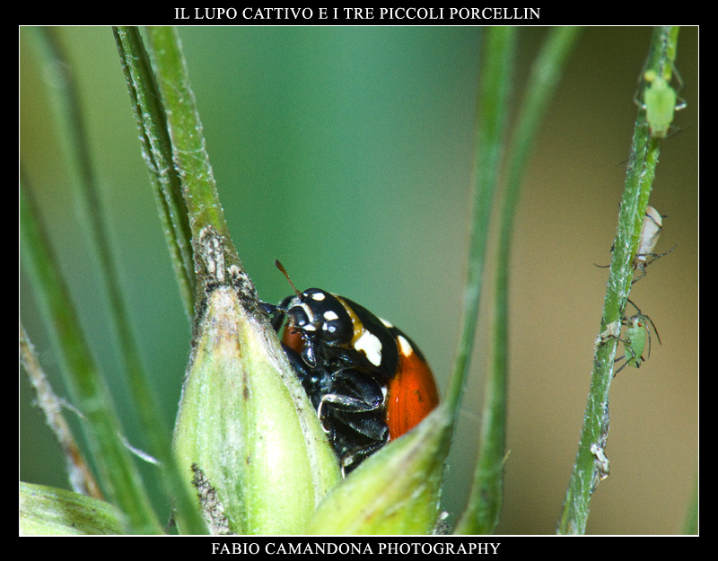 il lupo cattivo e i tre piccoli porcellin