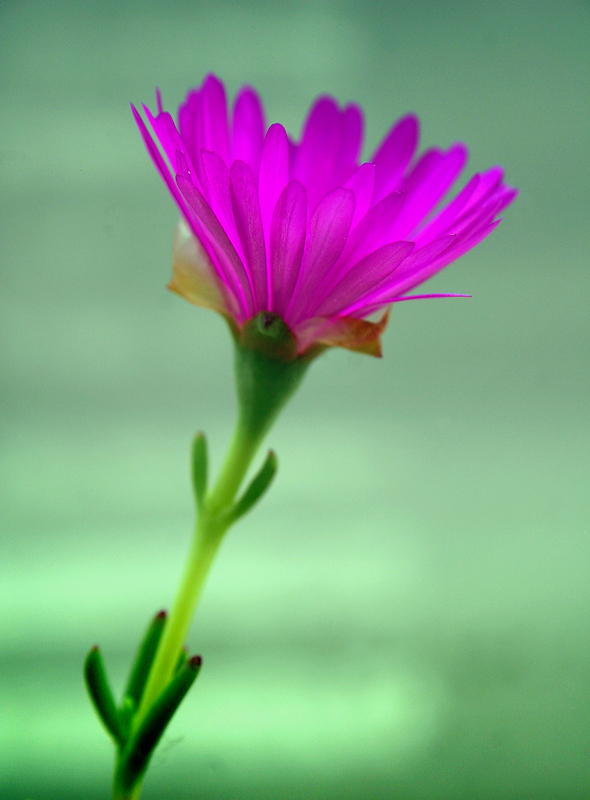 Fiore di pianta grassa