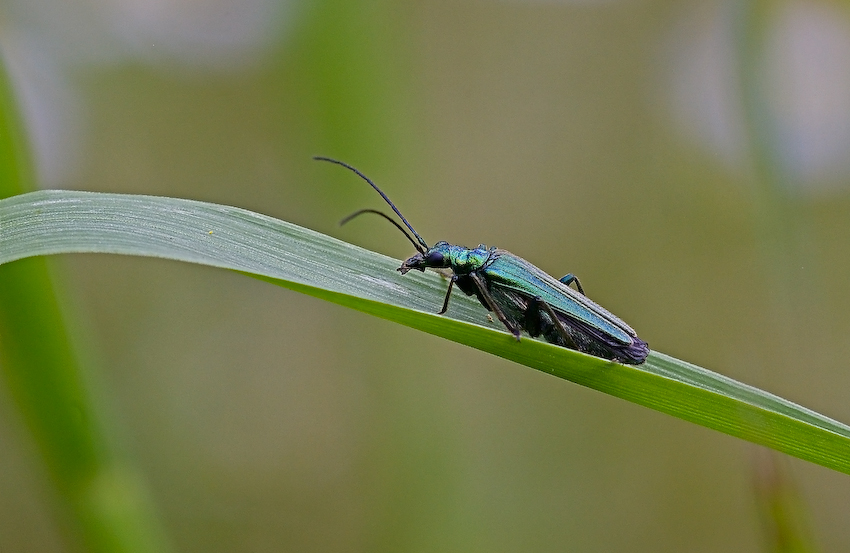 Oedemera nobilis 2