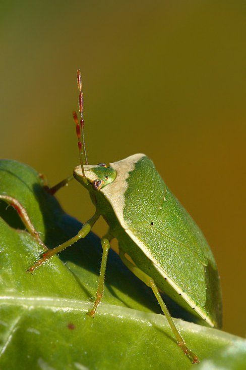 Cimice non identificata