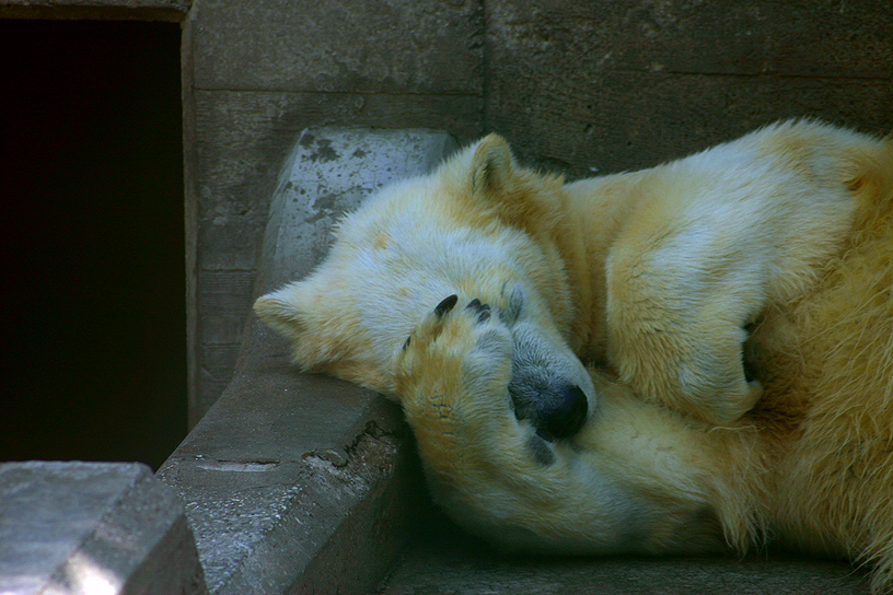 Facciamo un sonnellino