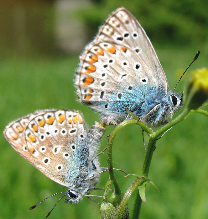 ...fase di accoppiamento....