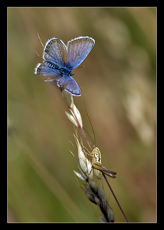 Ma tu che ci fai in questa foto?