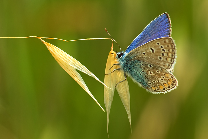 Polyommatus icarus