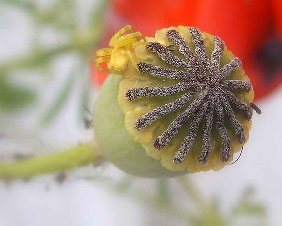 non si voleva far fotografare