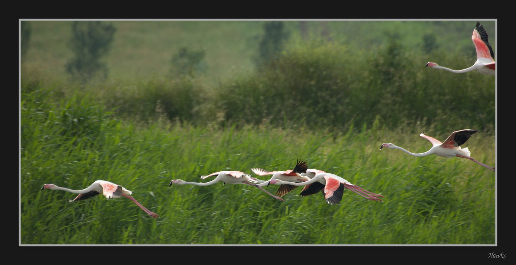 "Sembra" la Camargue ma � Toscana