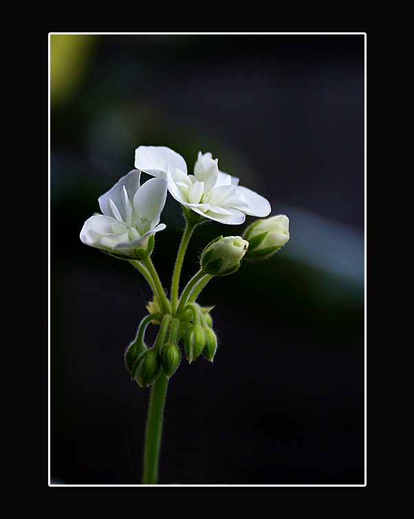 Semplicemente  Geranio bianco