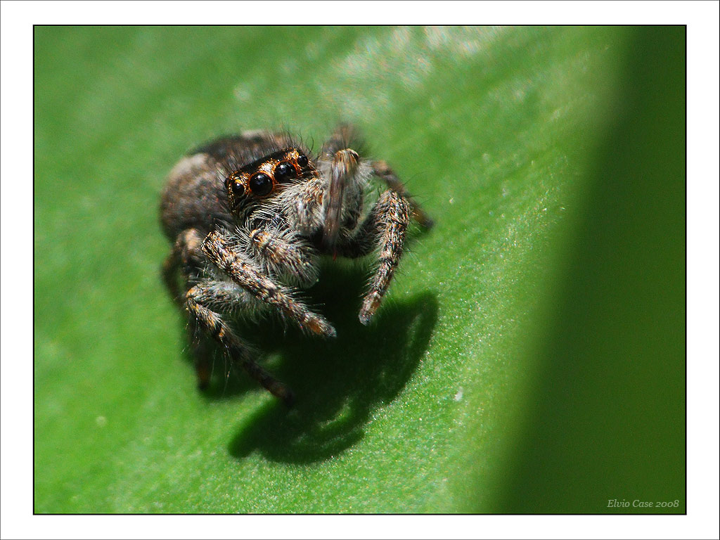 Vieni gi� se hai coraggio.....