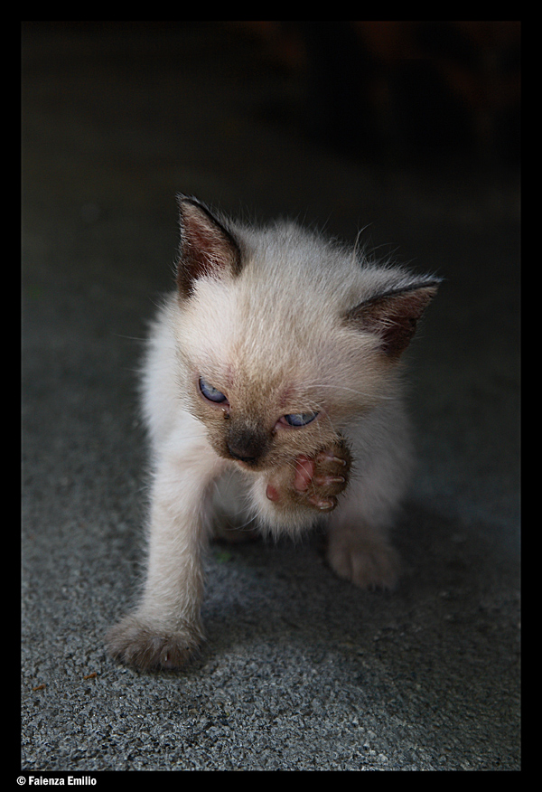 PRONTO....CHI PARLA?