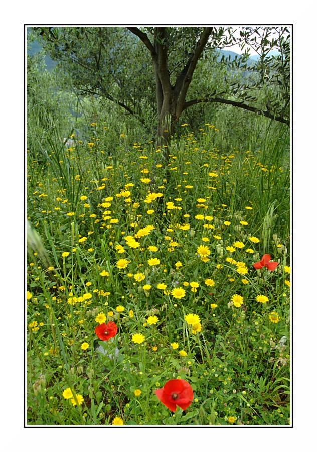 I Colori della Primavera