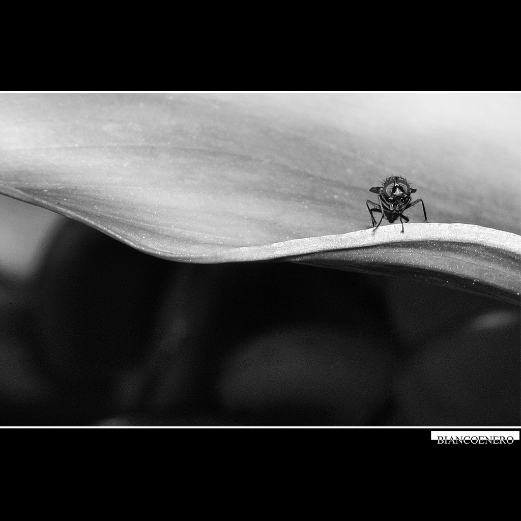 ::: SULLA CRESTA DELL'ONDA :::