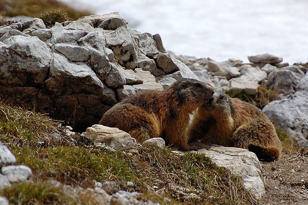 coppia di giovani marmotte