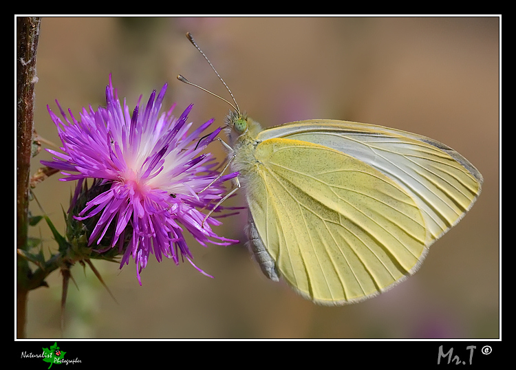 Pieris brassicae
