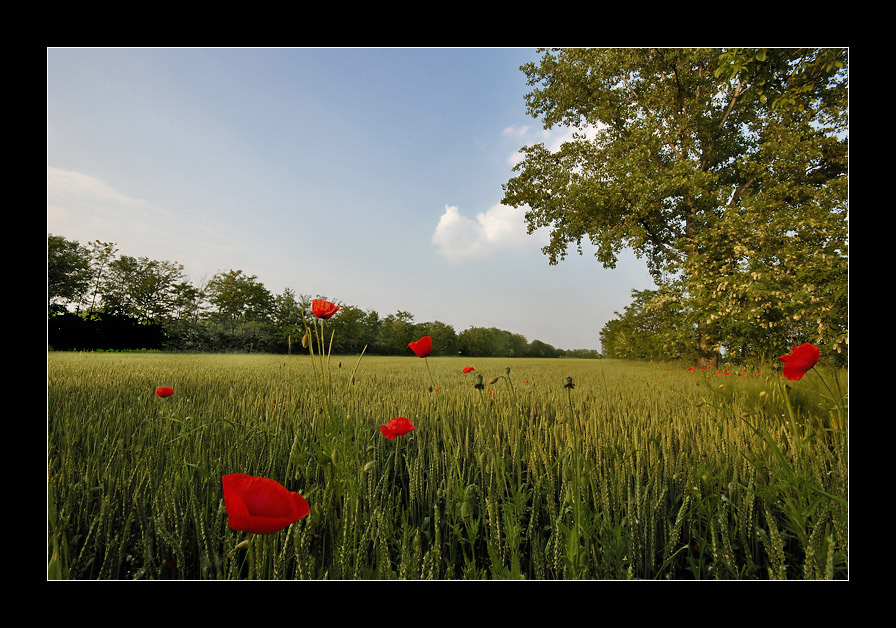 ...non � la rosa non � il tulipano...