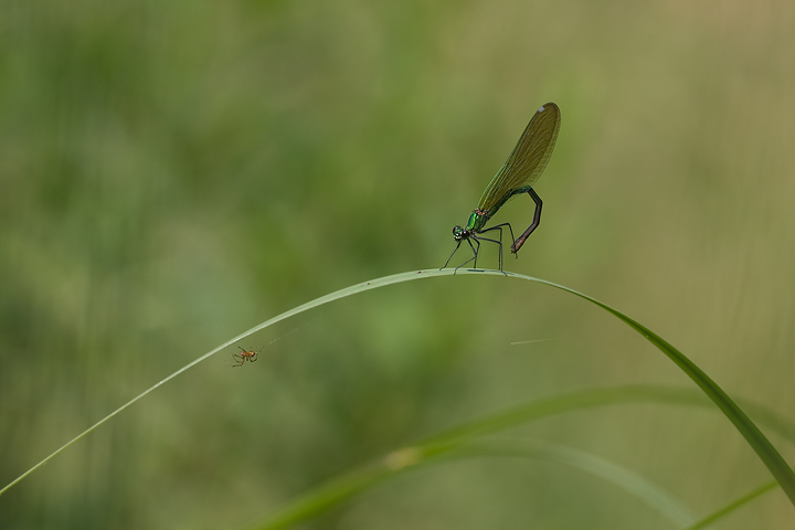 Lotta insetticida! (Ottoman vs Alassassin)