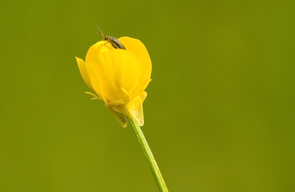 Piccolo ma simpatico