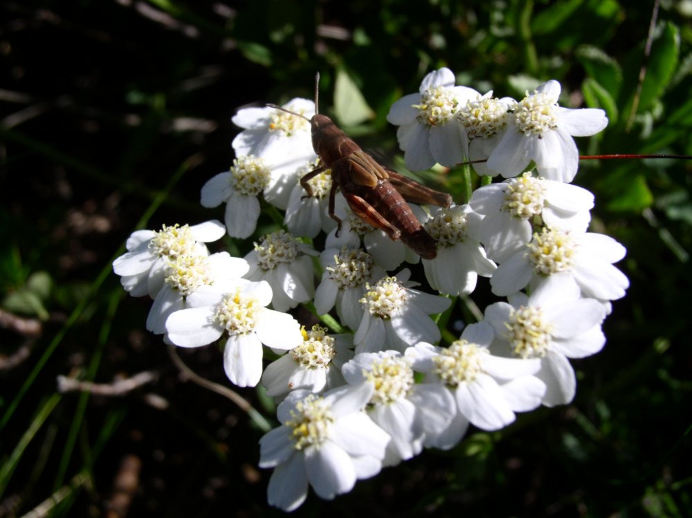 Achillea