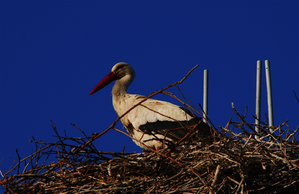 Cicogna nel nido
