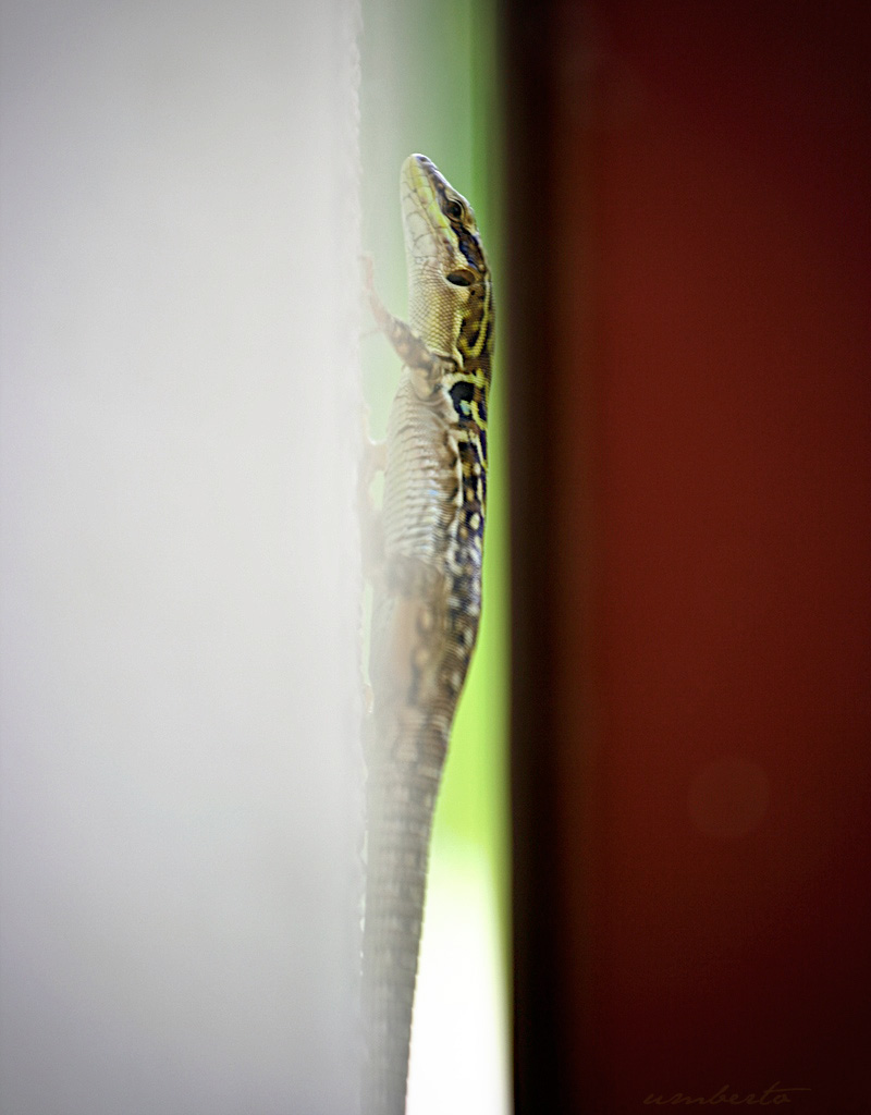 ... tra muro & canaletta ...