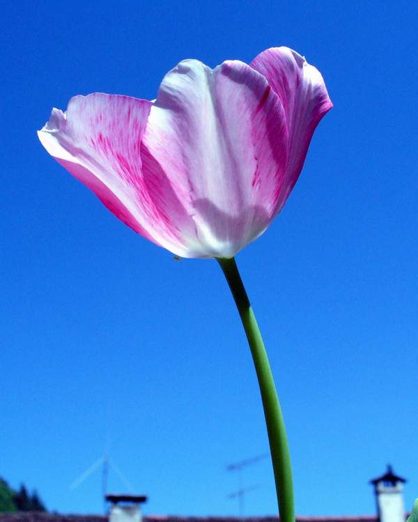 Tulipano nell'azzurro.