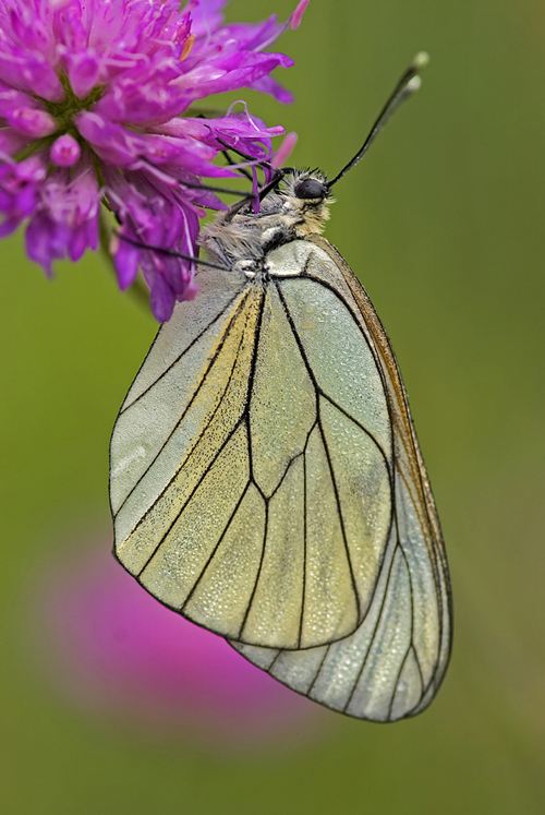 Pieride del biancospino-1
