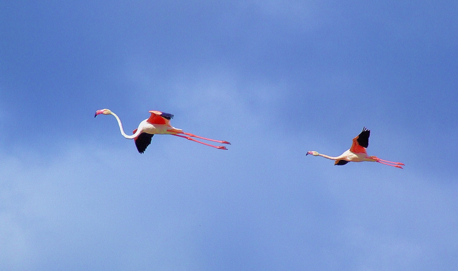 COPPIA DI FLAMMANTS IN VOLO