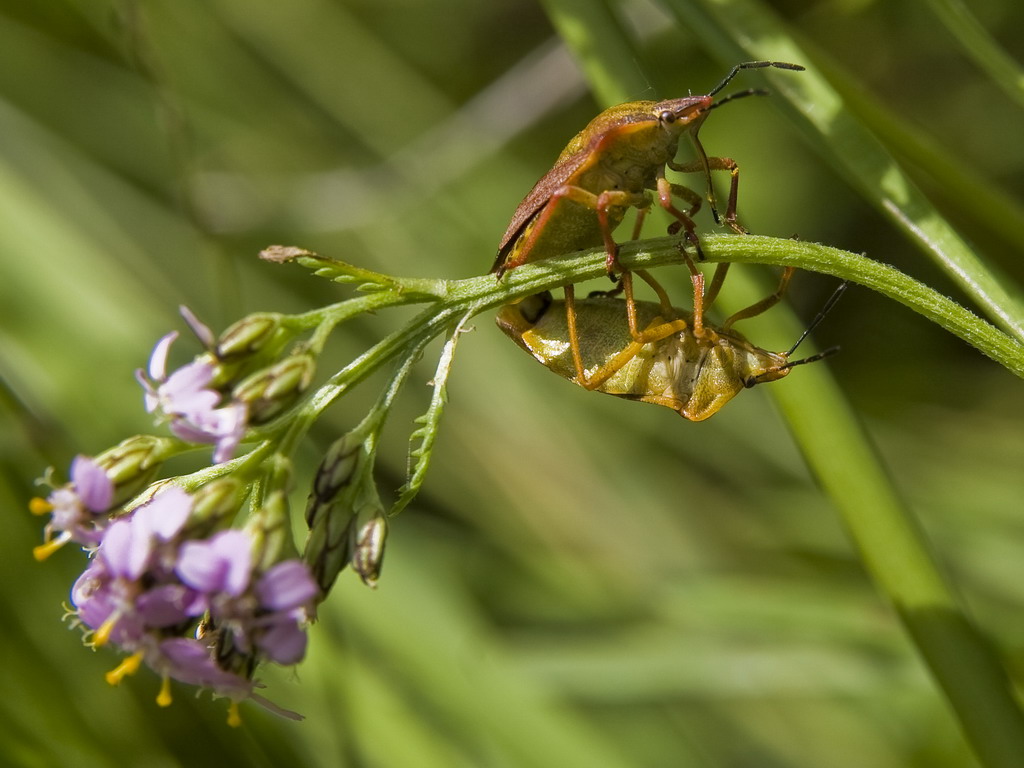 Quando l'amore � amore..