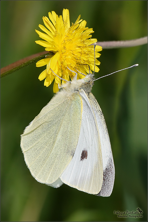 Classicamente... bianca!