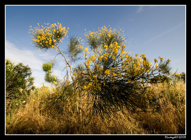 ...la ginestra...