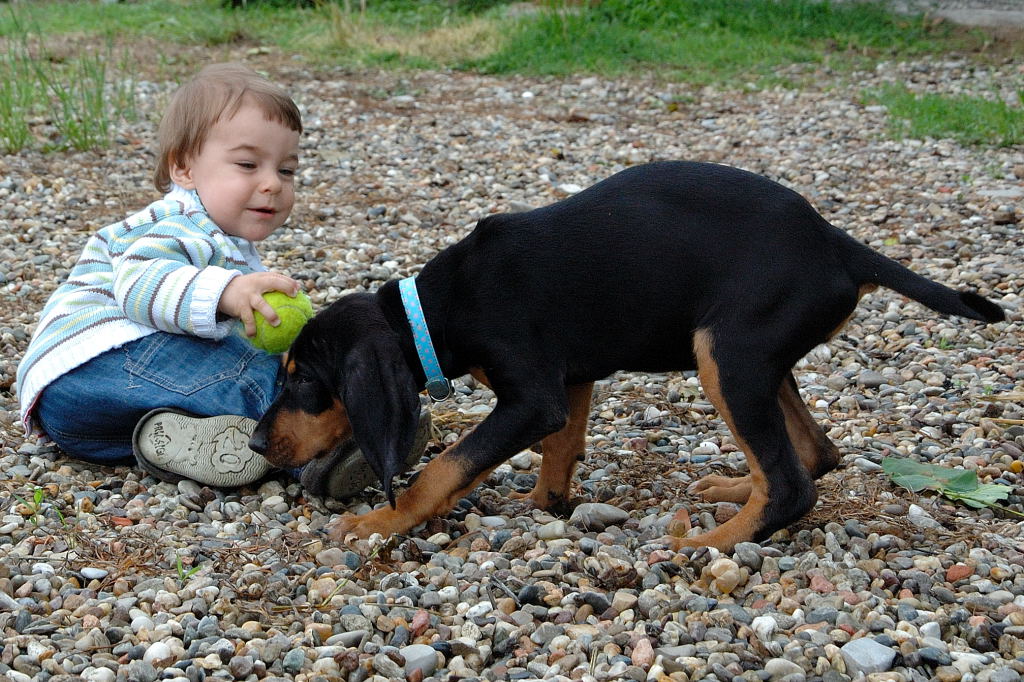 Palla contesa tra cuccioli
