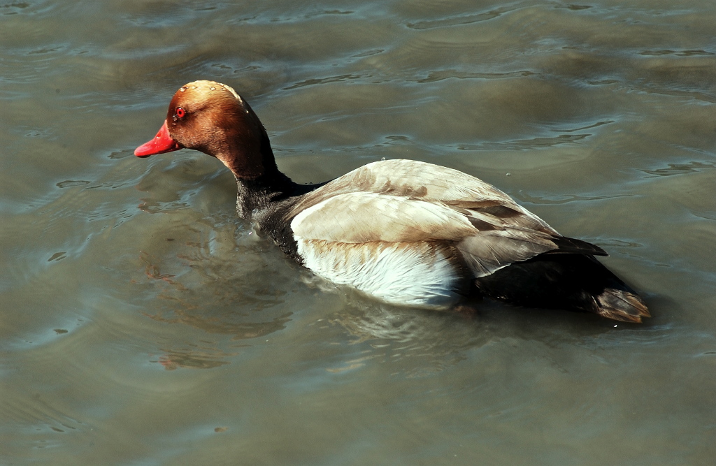 Cos'� esattamente?