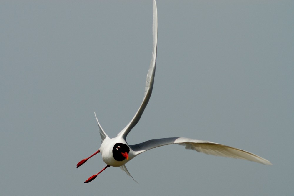 Aiuto! Mi ribaltoooo