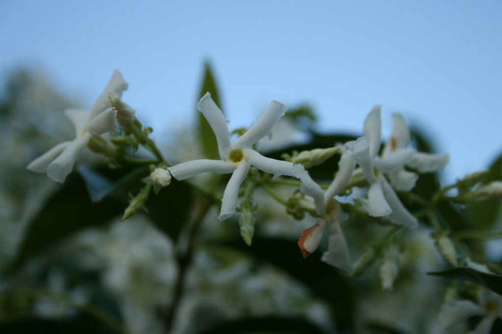 Gelsomino in giardino 2