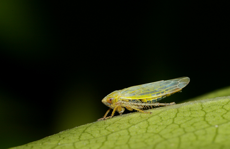 Cicadellidae
