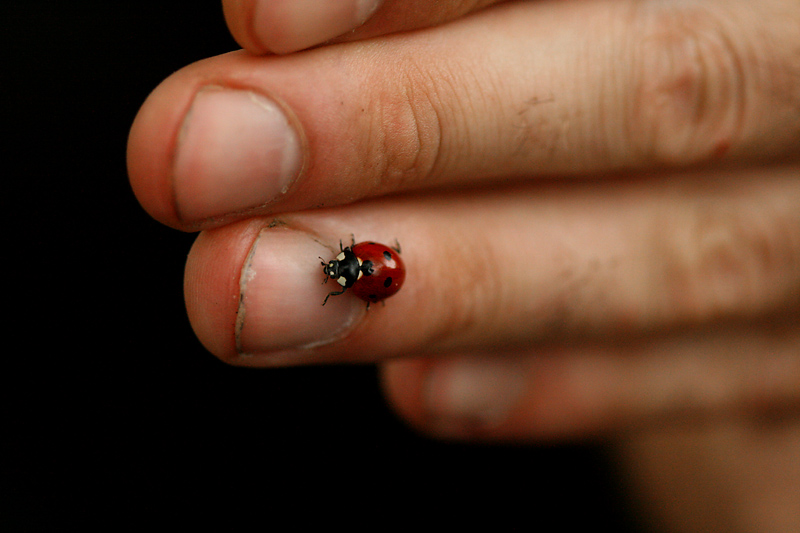 Aldo e la coccinella