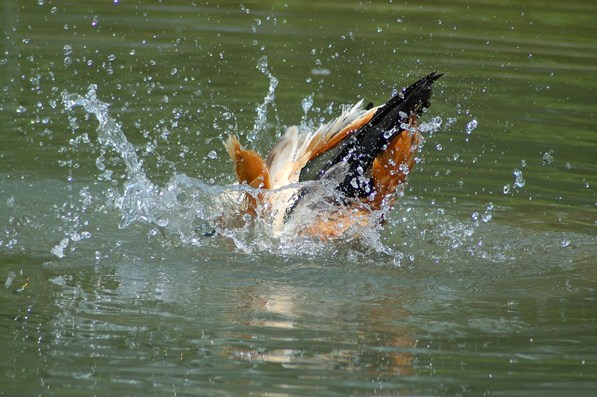 in tuffo