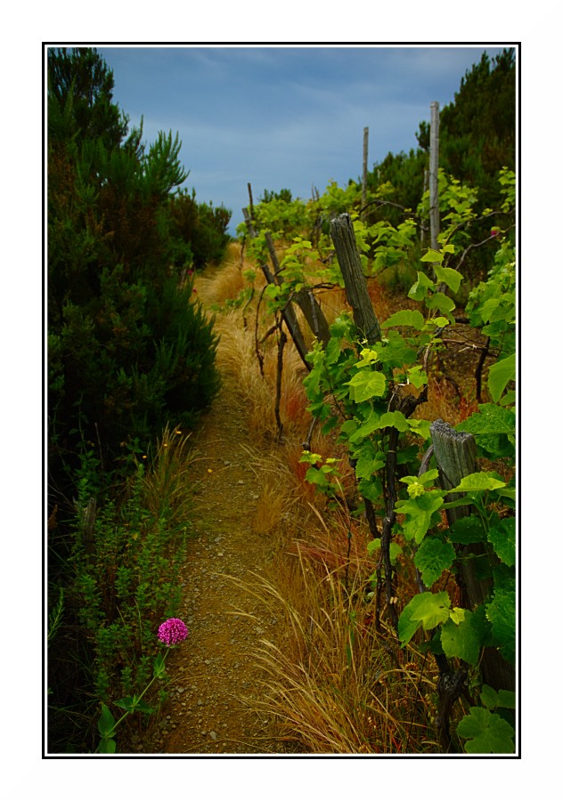 Il Fiore della Vigna
