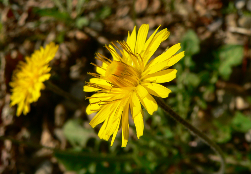 Fiore Giallo