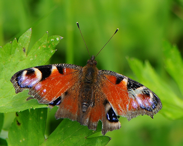 farfallina