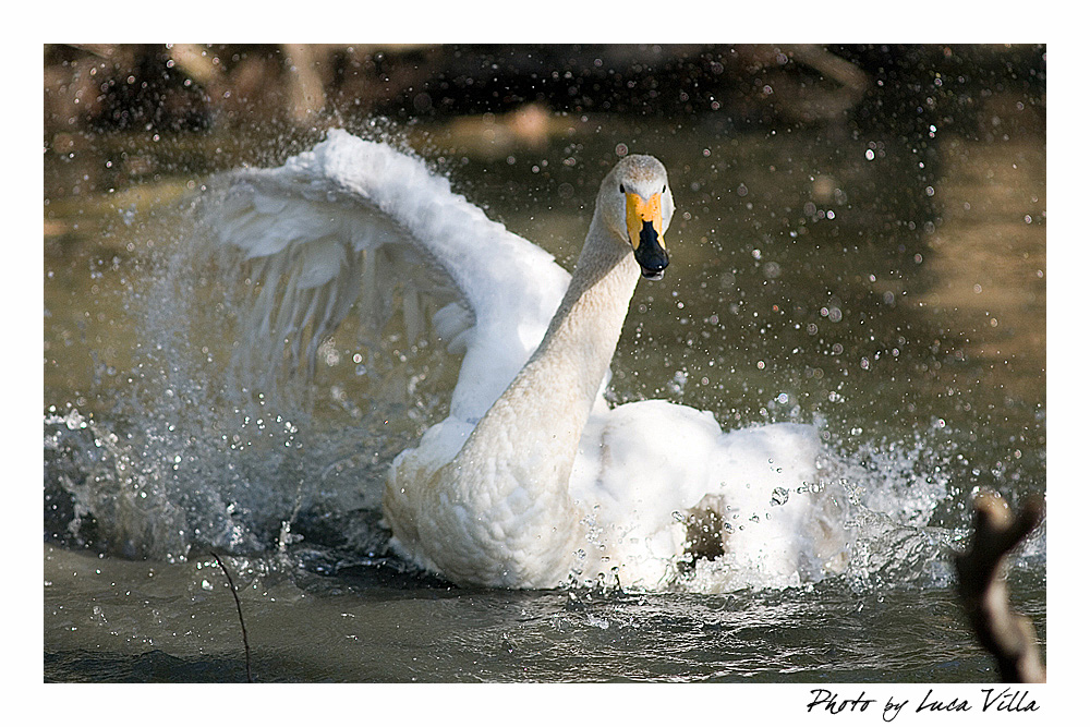 Pulizie di primavera