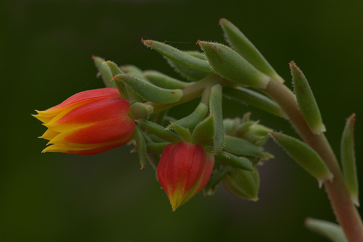 Fiore di pianta grassa